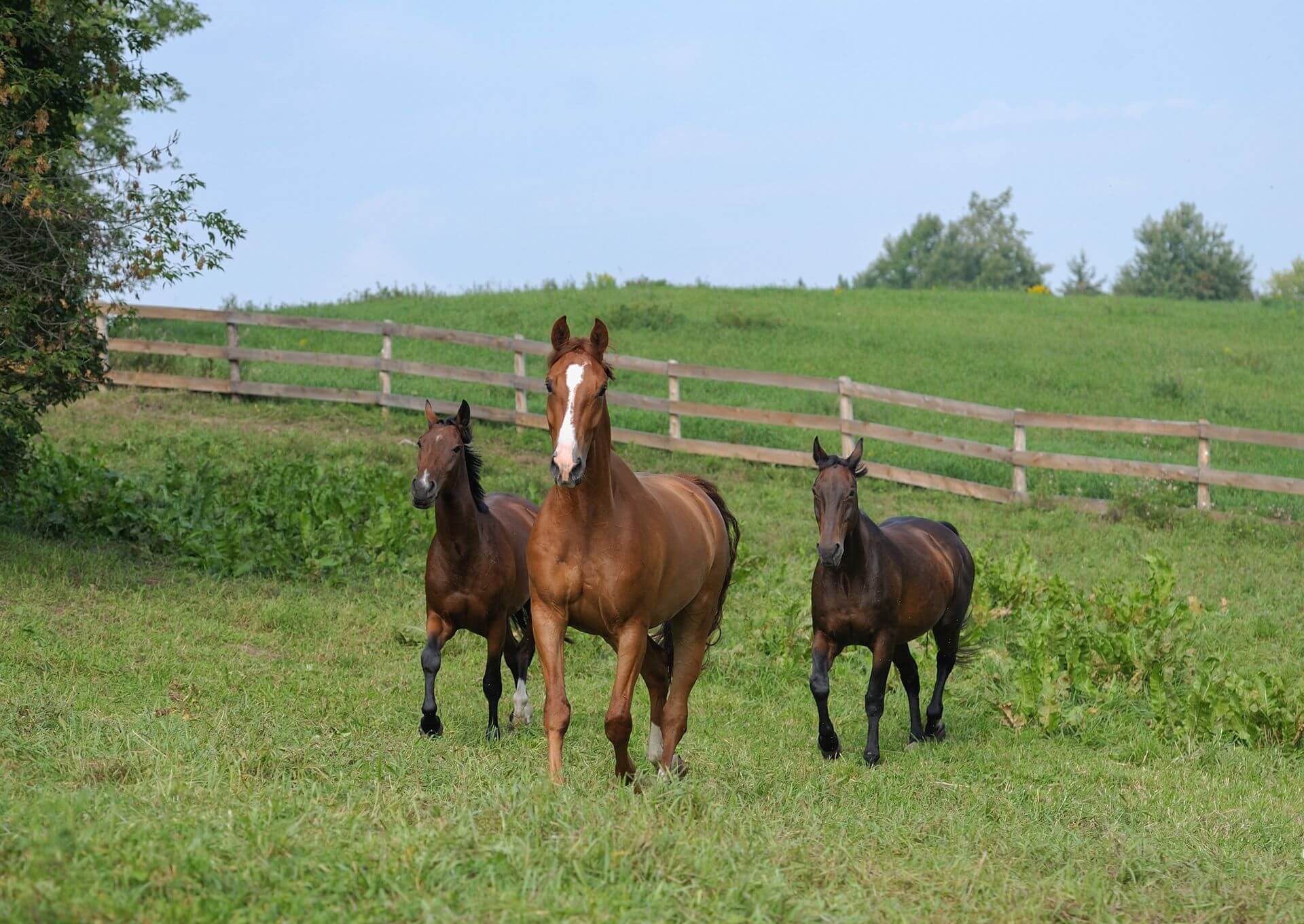 horses running on pasture of farm at boarding stable outdoors run
