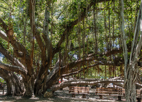 Banyan tree in Lahaina