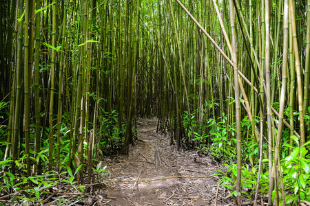 bamboo-forest-haiku-maui