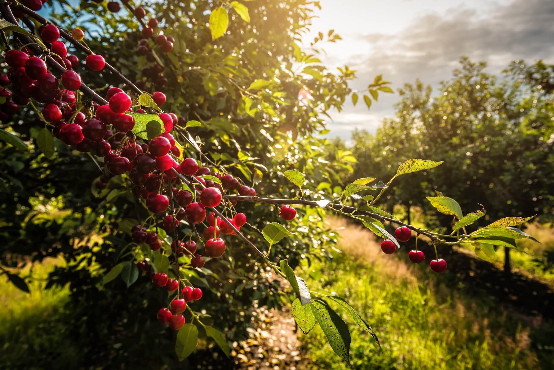 Cherry garden