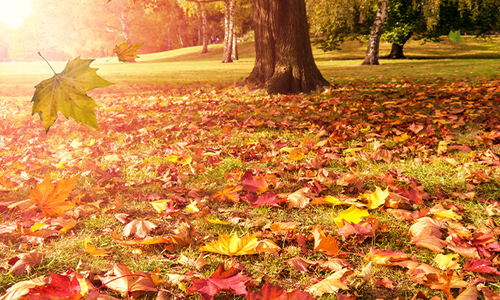 Fun Stuff To Do In October - Chicagoland