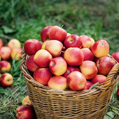 The Best Places for Apple Picking Near Greenville, SC