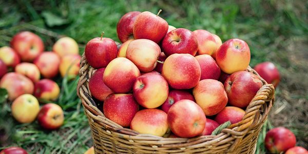 The Best Places for Apple Picking Near Greenville, &hellip;