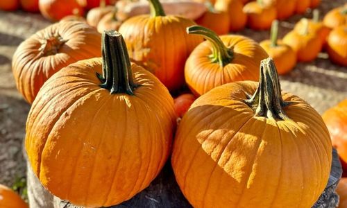Where to Pick Pumpkins in Greenville, SC: &hellip;