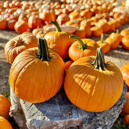 Where to Pick Pumpkins in Greenville, SC: Local Pumpkin Patches to Visit This Fall