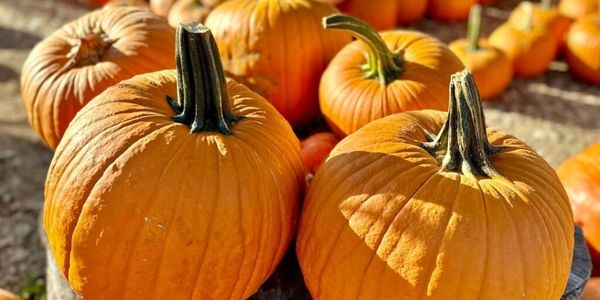 Where to Pick Pumpkins in Greenville, SC: Local &hellip;