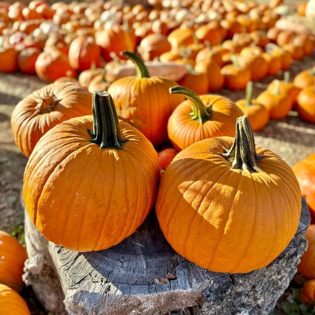 pumpkin-main-pic-1024x1024