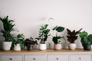 Plants in vases lined up