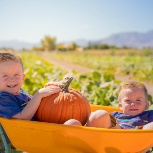 Fall Fun: A Guide to the Best Pumpkin Patches in the Sarasota Area | Sarasota Neighborhood Experts
