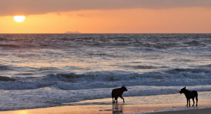 Have you decided which Sarasota beach is right for you and your pup? Moving to the area and looking for more things to do with your furry friend? Look out for our list of dog-friendly parks in Sarasota coming soon!