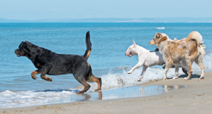 Brohard Paw Park is the only beach area in Venice, FL where dogs and their owners can enjoy some quality time together.