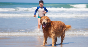 Dog Friendly Beaches Near Sarasota