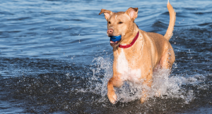 The Ft DeSoto Dog Beach Park is a beautiful beachfront park that is perfect for you and your furry friend. 