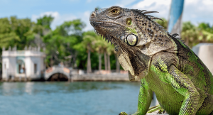 Living is Sarasota Florida Can be weird. You can spot exotic animals like iguanas.