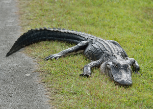 An alligator in a Sarasota neighborhood