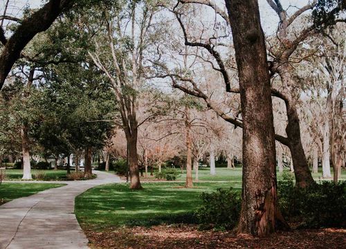 kristi-hill-real-estate-trees