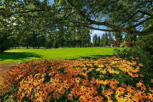 Yellow-flowers-fm-MLS