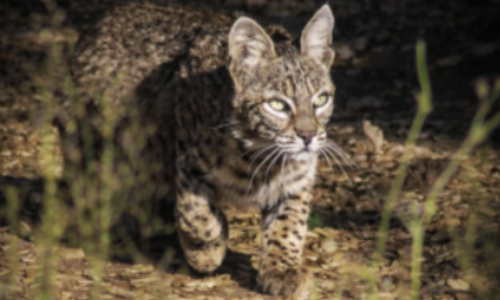 Wildlife in Jamul, CA: What Lives Here, How &hellip;