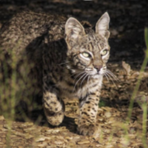 Wildlife in Jamul, CA: What Lives Here, How to Live With It, and What It Means for Your Property