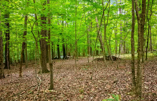 Running Deer Trail Lot-7