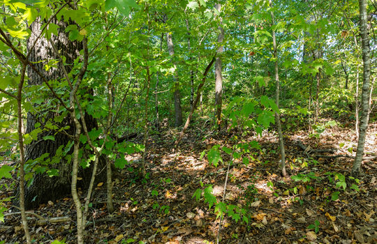 3951 strong rd-12