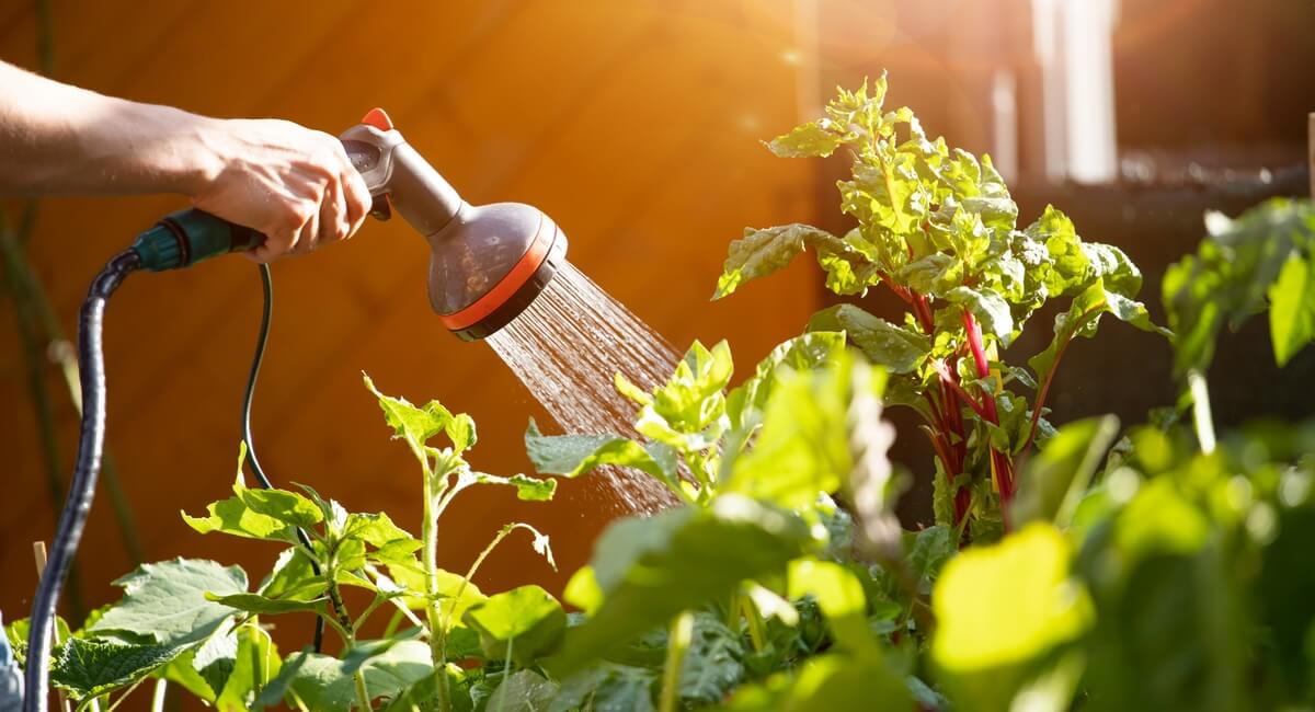 Caring For The Plants