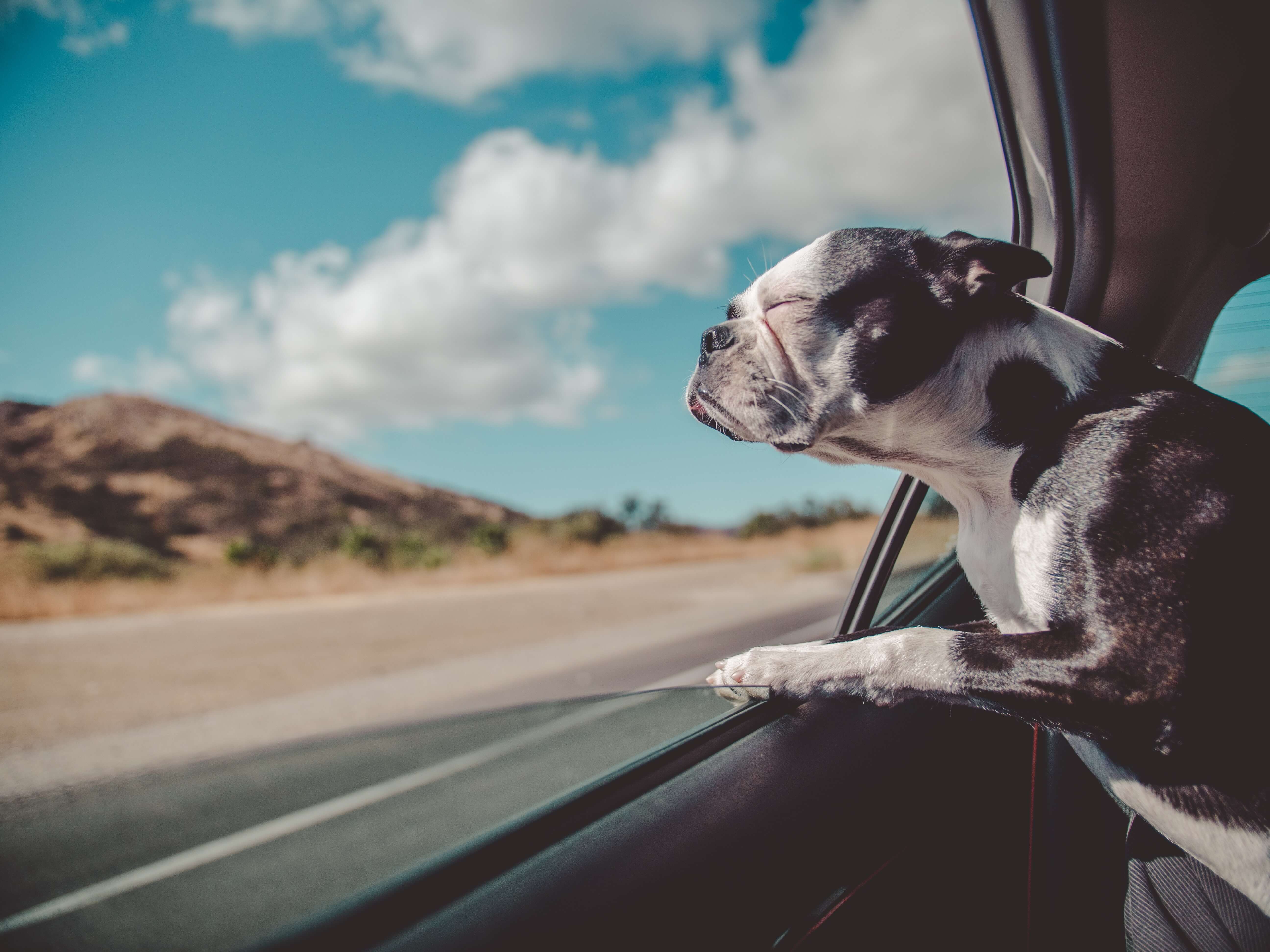 A content-looking pug sticks his head out of a car window to catch a breeze