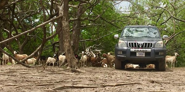 WHAT TO KNOW ABOUT RENTING A CAR WHILE &hellip;