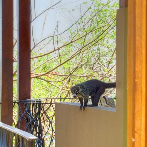 MEET YOUR MAMMALIAN NEIGHBORS IN PLAYA GRANDE, COSTA RICA