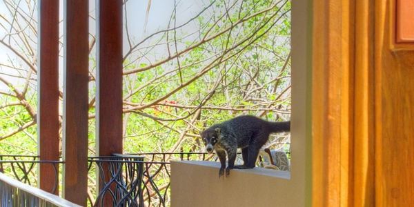MEET YOUR MAMMALIAN NEIGHBORS IN PLAYA GRANDE, COSTA &hellip;