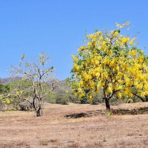 GOLD VERSES GREEN: WHAT’S YOUR FAVORITE SEASON IN PLAYA GRANDE, COSTA RICA?
