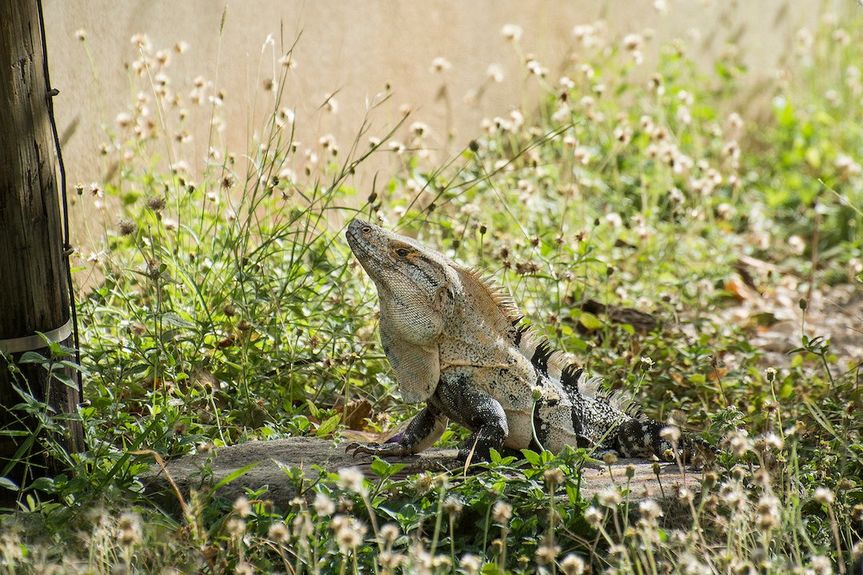 Playa-Grande-Iguana