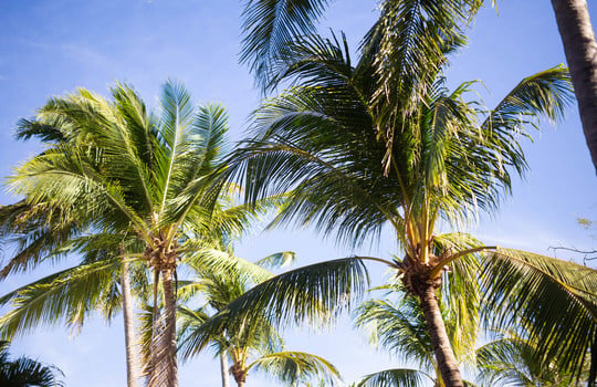 Playa-Grande-Palms