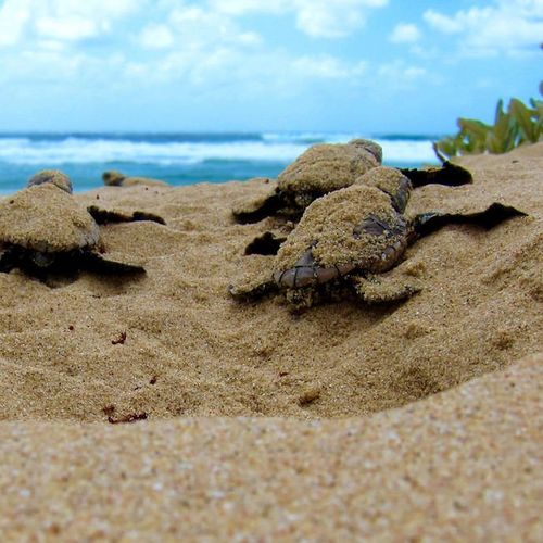 HOW TO BE EARTH AND OCEAN-FRIENDLY WHILE IN PLAYA GRANDE, COSTA RICA