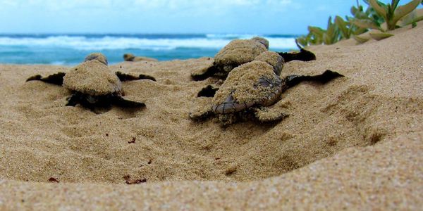 HOW TO BE EARTH AND OCEAN-FRIENDLY WHILE IN &hellip;