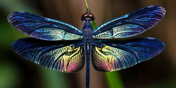IT’S DRAGONFLY SEASON IN GUANACASTE, COSTA RICA! FIND …