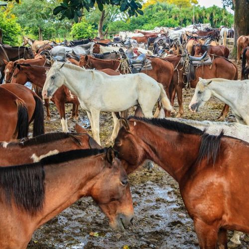 WHAT TO KNOW ABOUT JULY 25 IN GUANACASTE, COSTA RICA