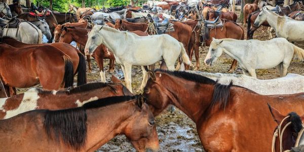 WHAT TO KNOW ABOUT JULY 25 IN GUANACASTE, &hellip;