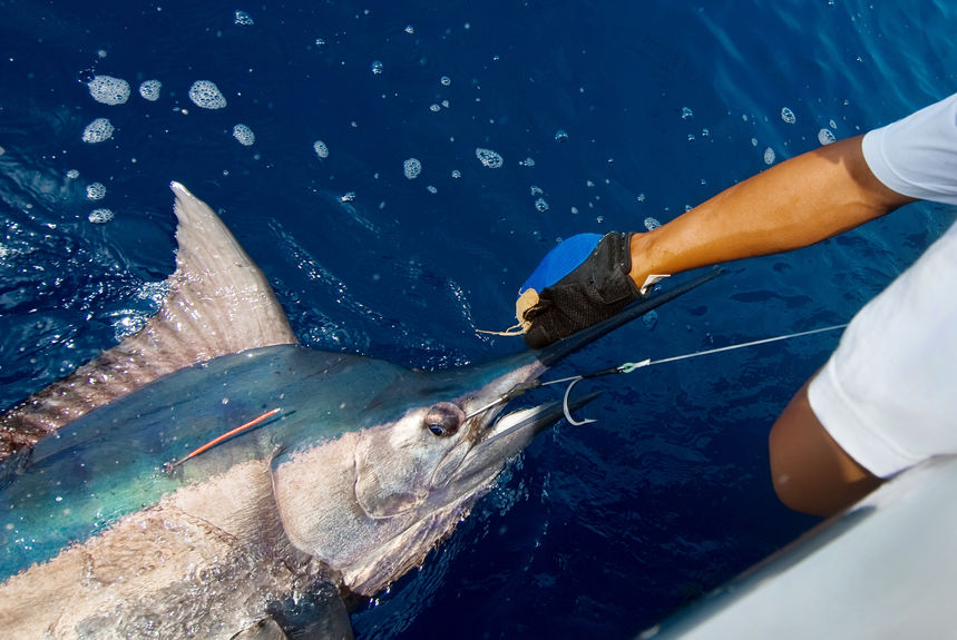 Catching,Marlin,Big,Game,Sport,Fishing