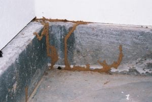 Termite Shelter Tubes