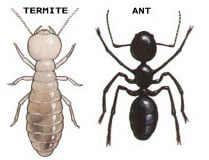 ant_termite