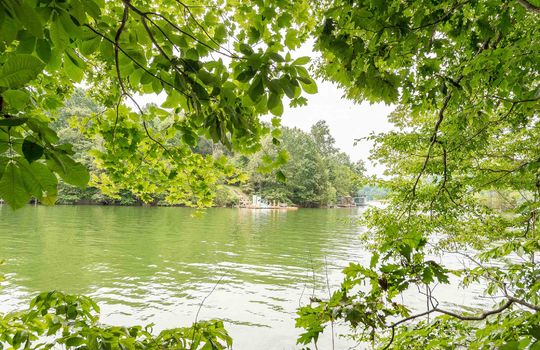 Boone lake, lake, trees
