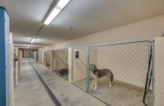 indoor dog runs, concrete flooring, gate