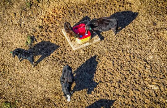 aerial view, cattle