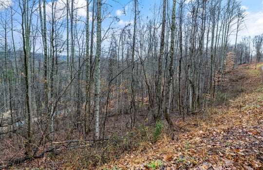 trees, mountain views