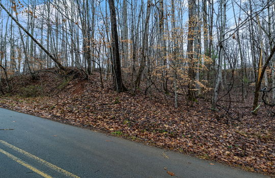 road trees, mountain views