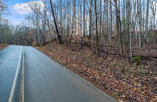 road trees, mountain views