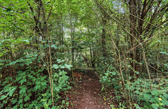 walking path, trees