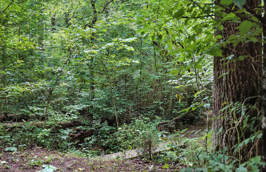 wooded foot bridge, walking path, creek, trees, scenic wooded path