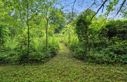 wooded scenic trail, trees, path